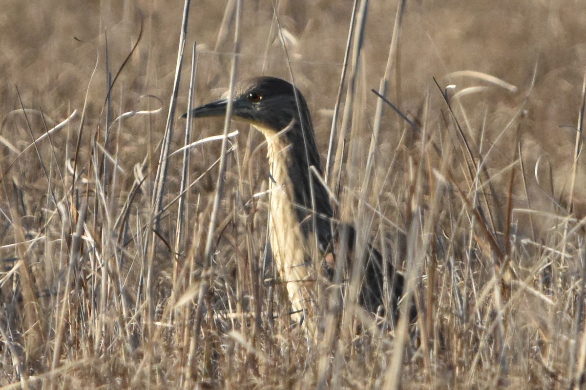 Black-crowned Night Heron - ML647372533