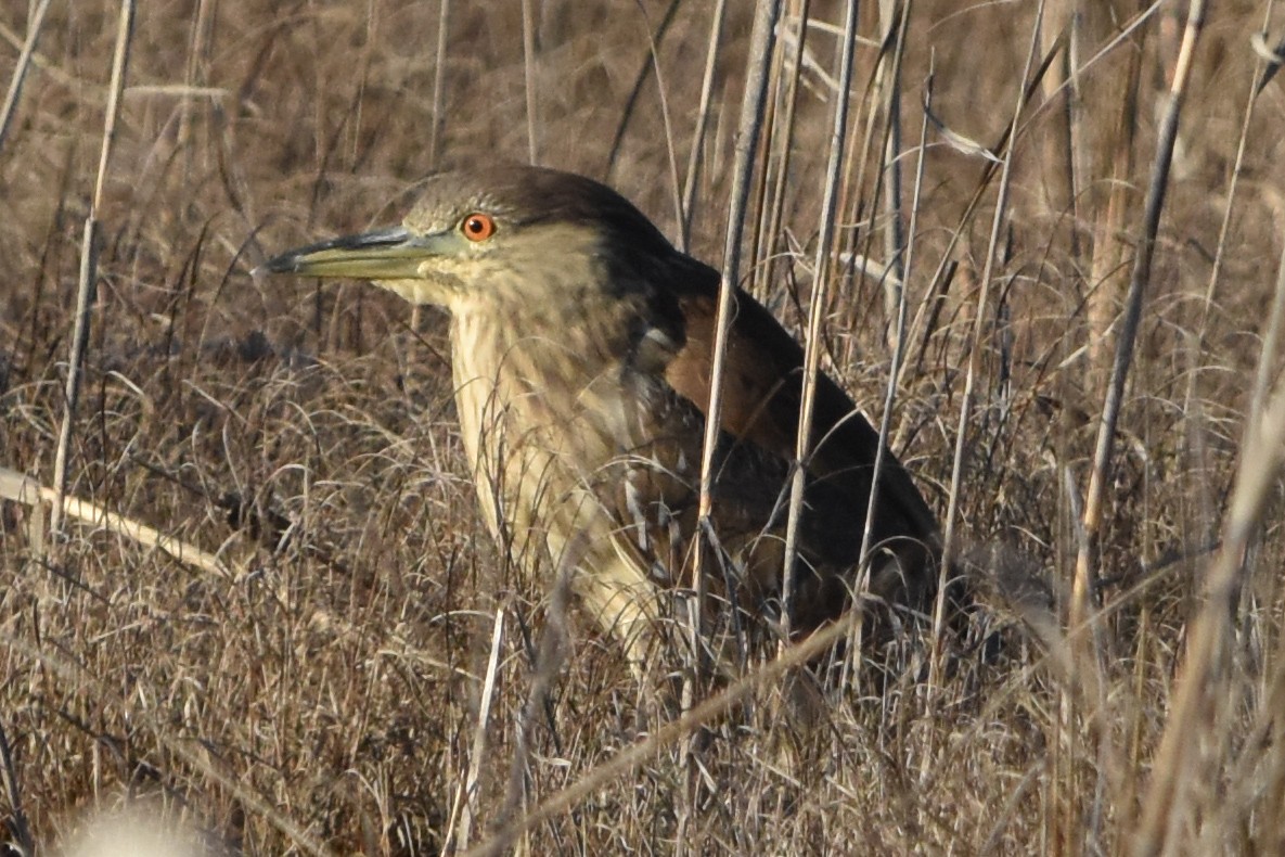 Black-crowned Night Heron - ML647372534