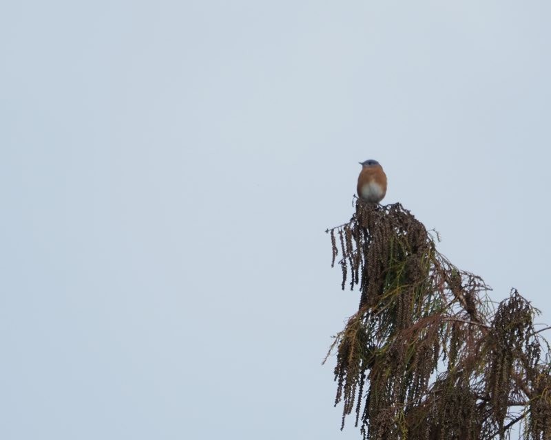 Блакитник східний - ML647372535