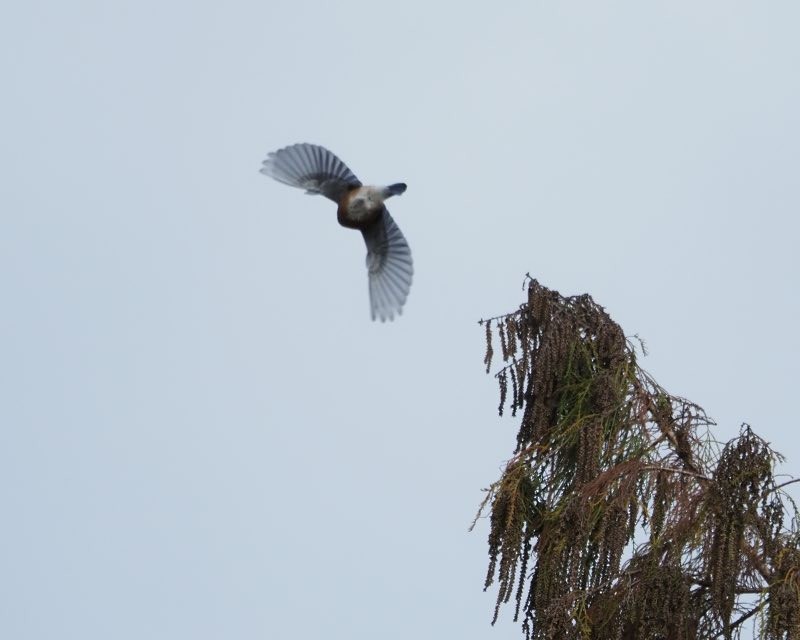 Блакитник східний - ML647372536