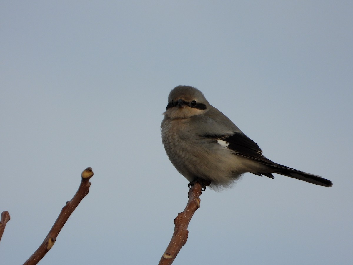 ťuhýk severní - ML647372537