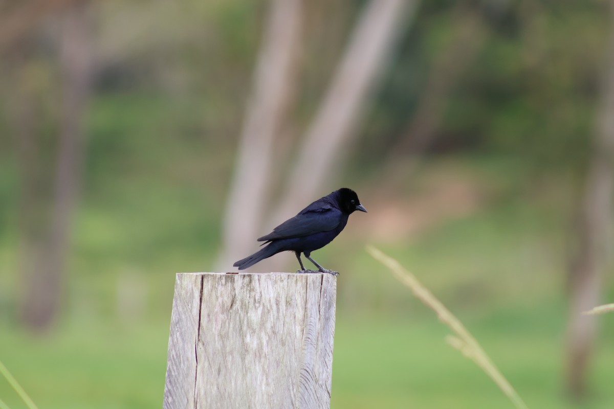 Chopi Blackbird - ML647372543