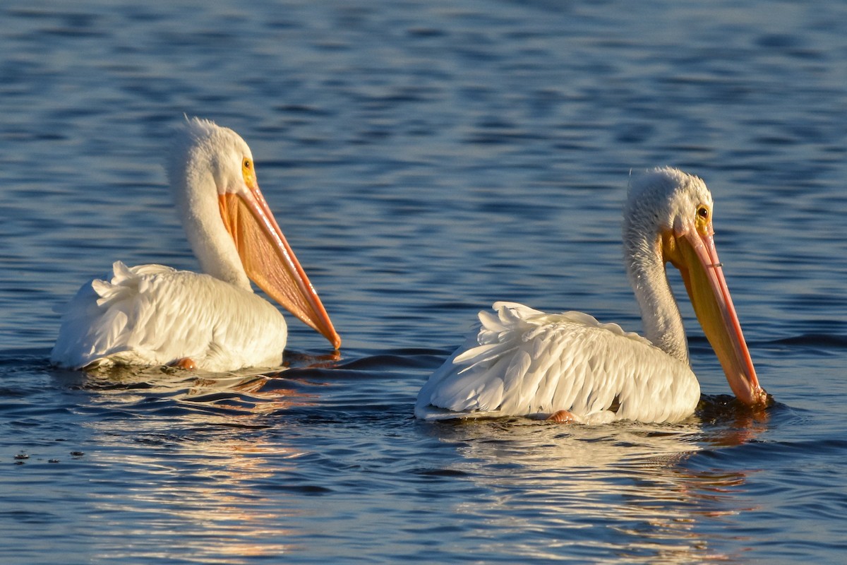 American White Pelican - ML647372545
