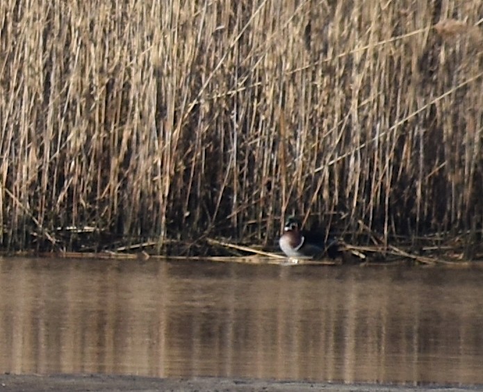 Canard branchu - ML647372558