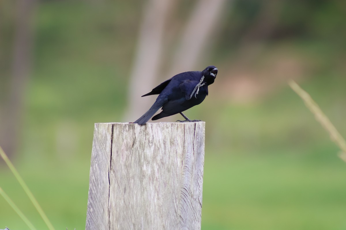 Chopi Blackbird - ML647372561