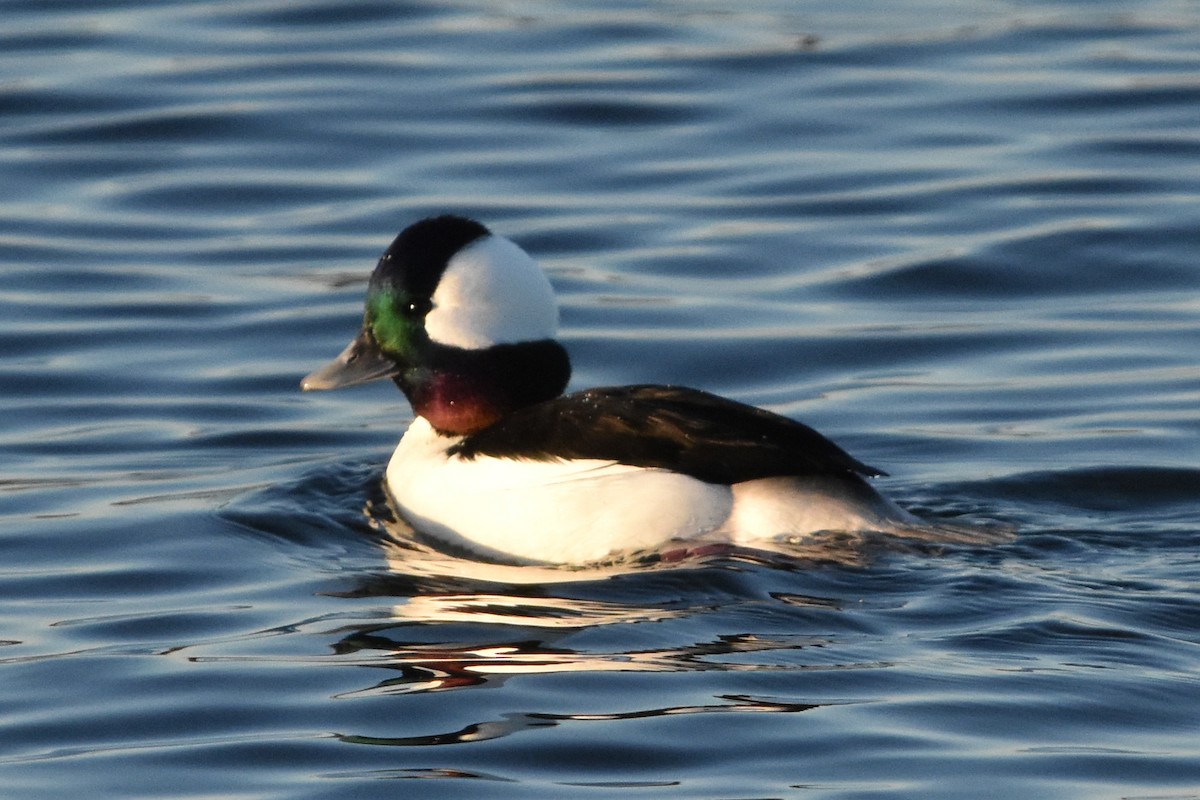 Bufflehead - ML647372569