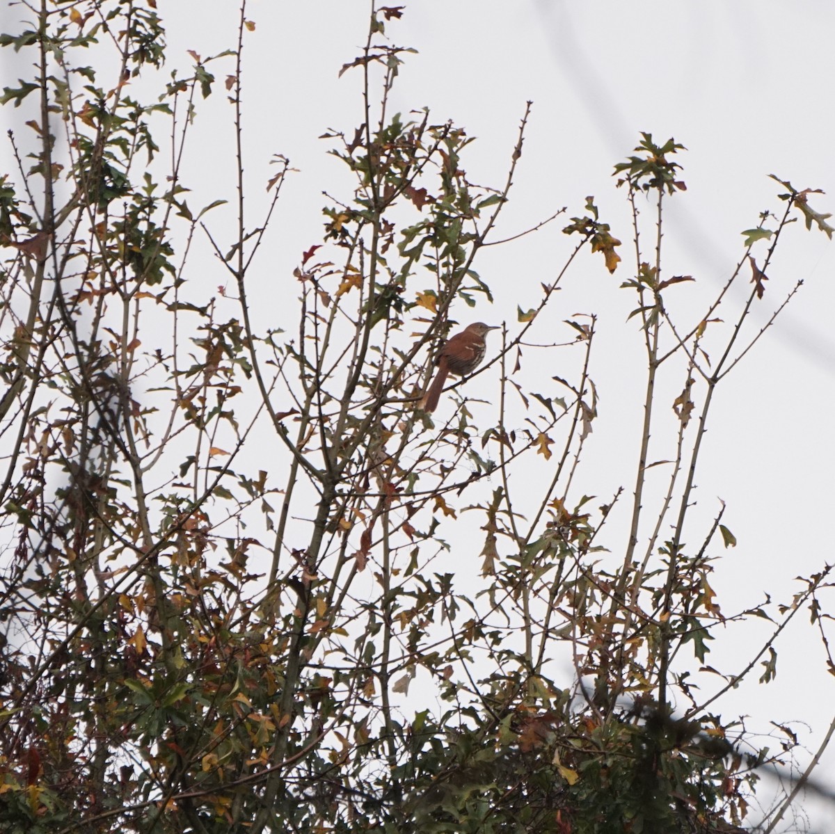 brunspottefugl - ML647372575