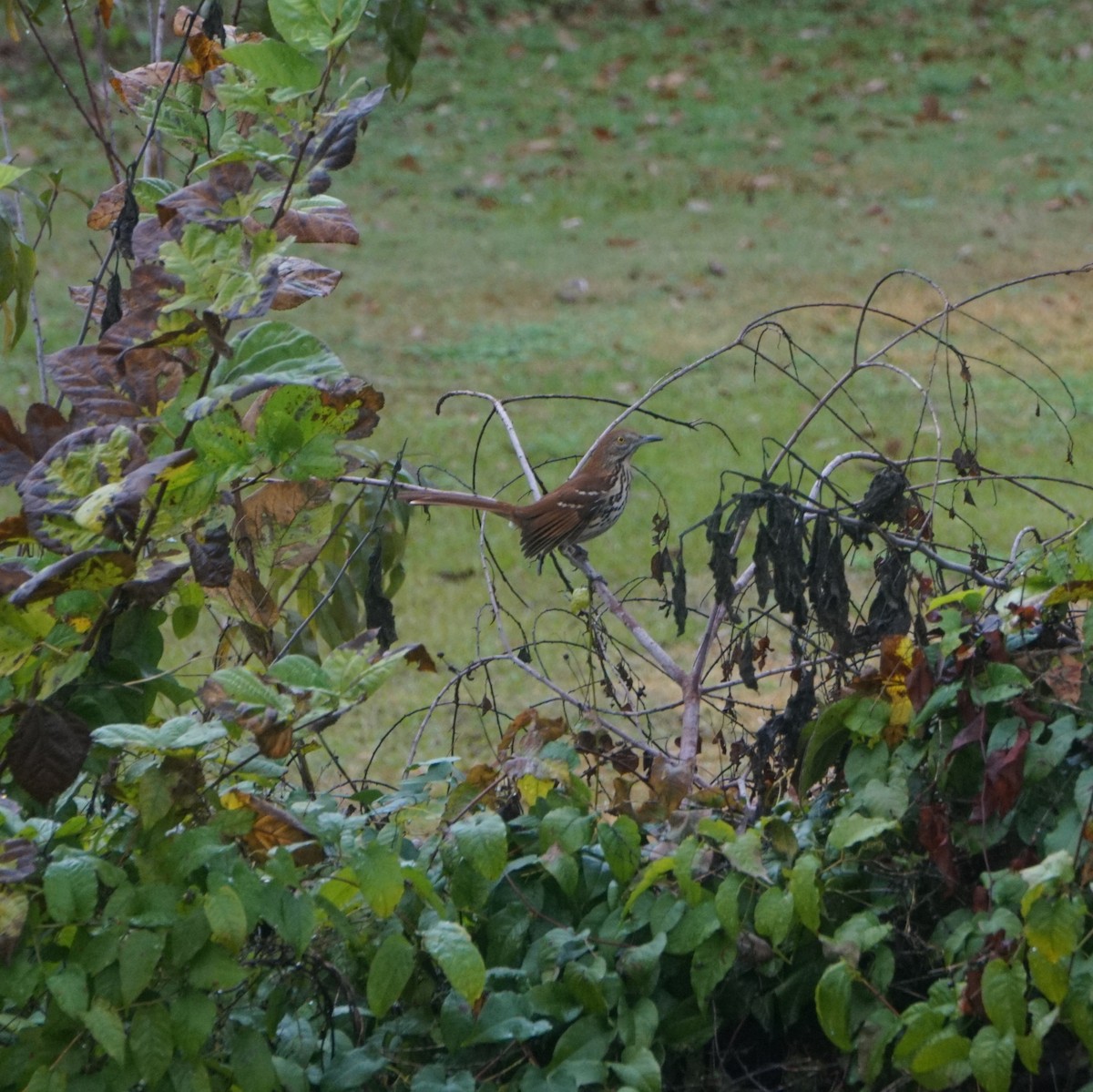 brunspottefugl - ML647372576