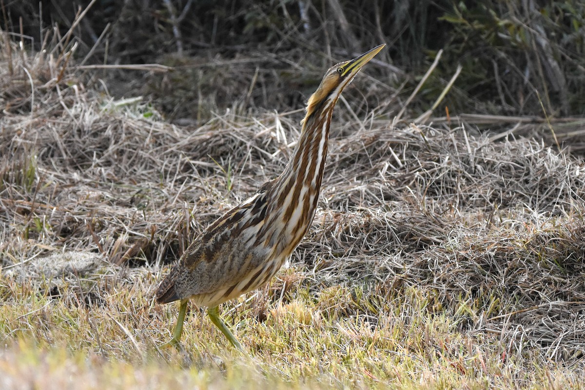 American Bittern - ML647372595