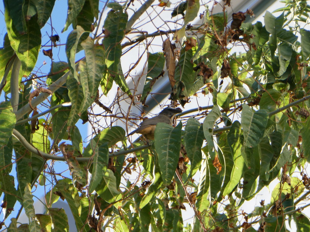 Kuzeyli Kurşuni Saltator - ML647372602