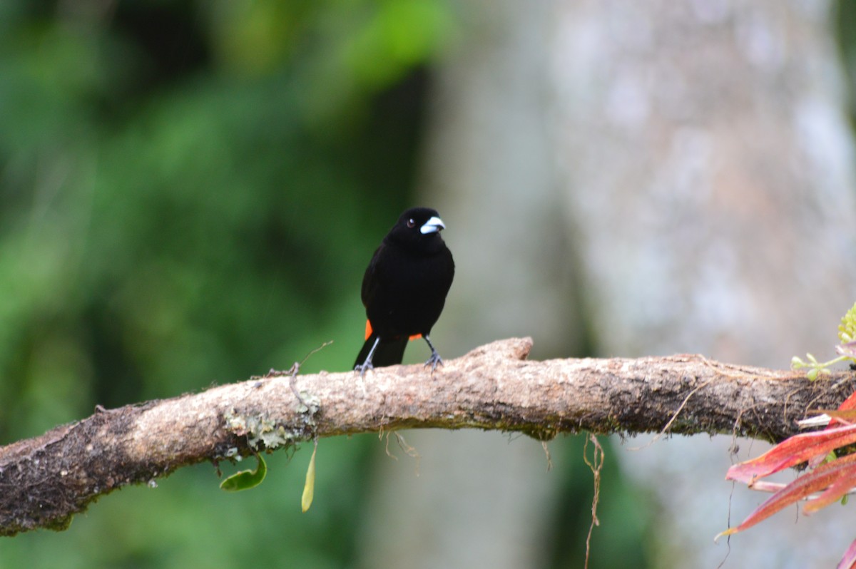 Scarlet-rumped Tanager - ML647372610