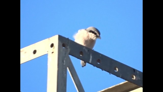 Пиренейский сорокопут - ML647372612