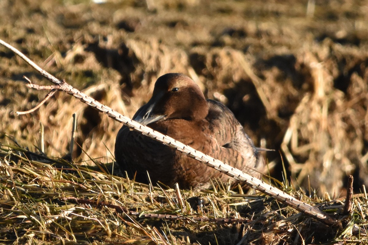 Common Eider - ML647372630