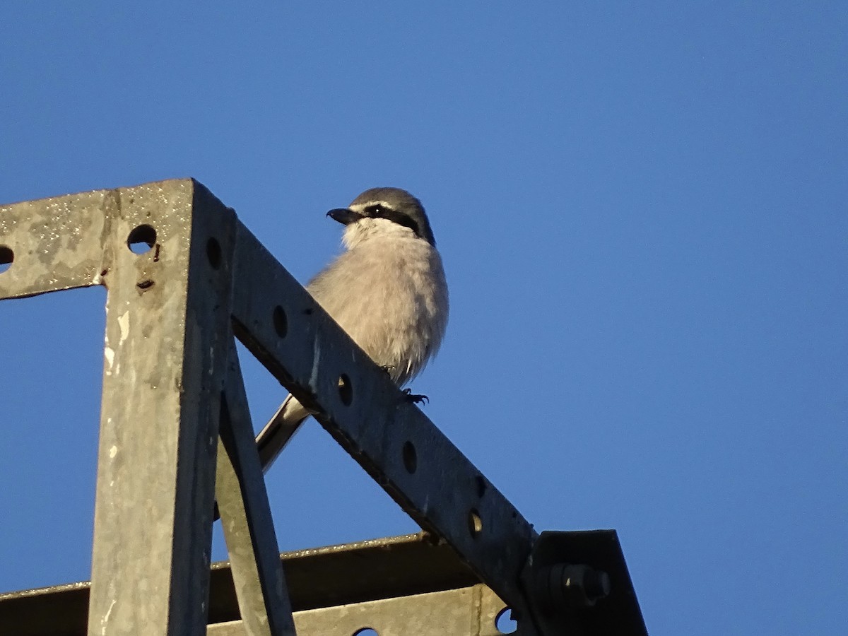Iberian Gray Shrike - ML647372640