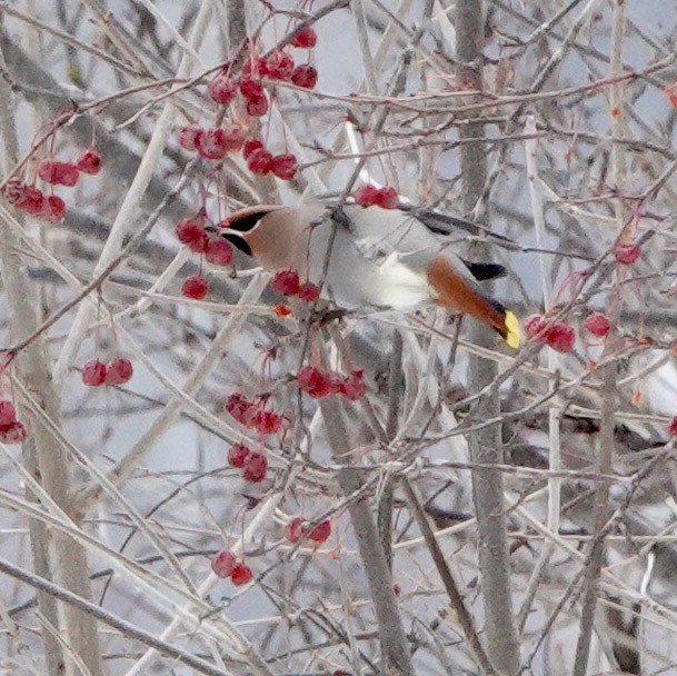 Ampelis Europeo - ML647372641