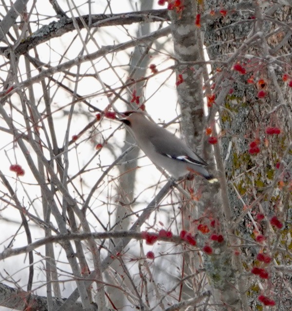 Ampelis Europeo - ML647372642