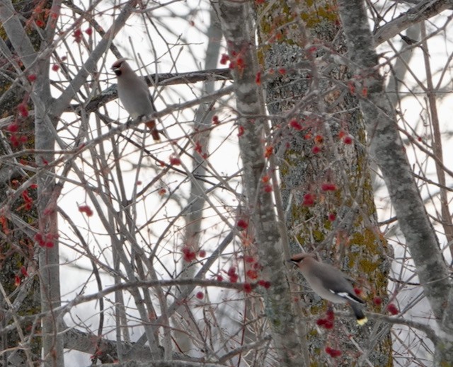 Ampelis Europeo - ML647372643