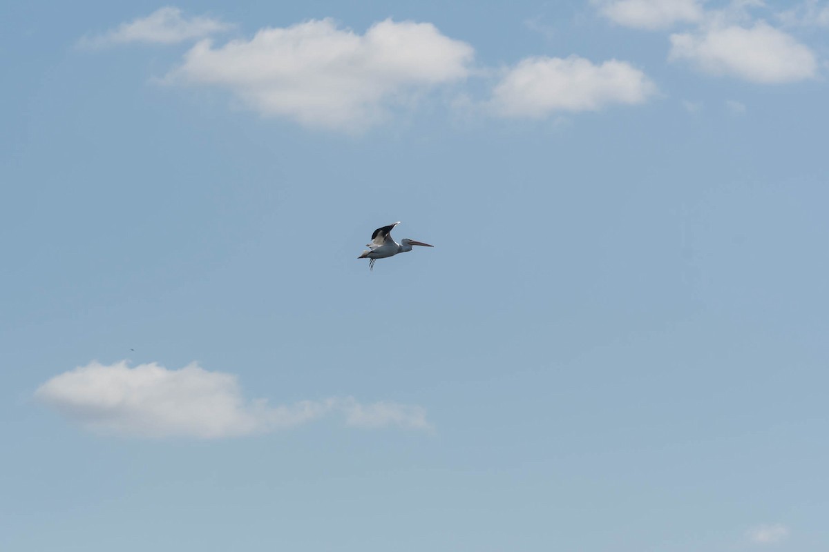 American White Pelican - ML647372644