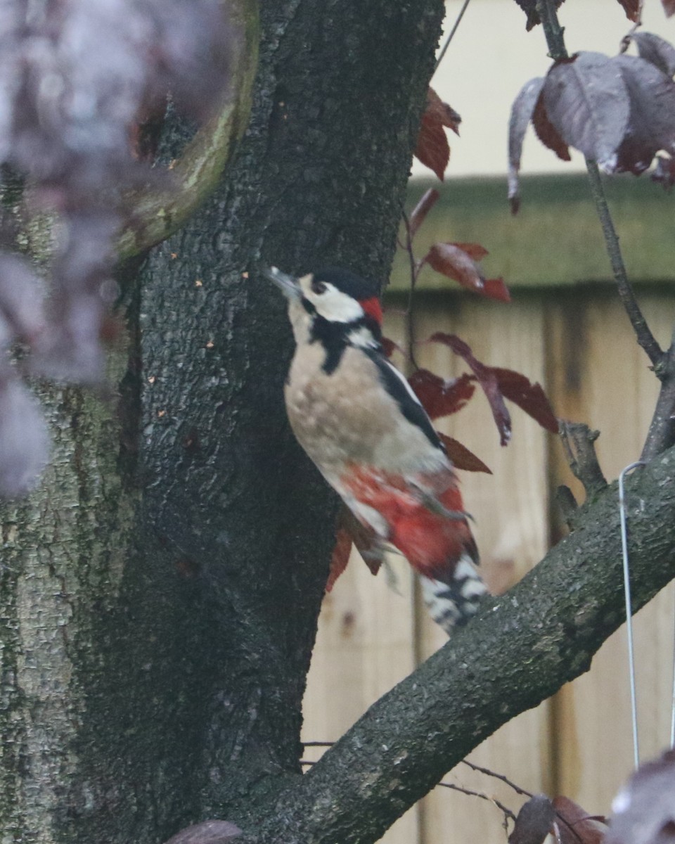Great Spotted Woodpecker - ML647372647