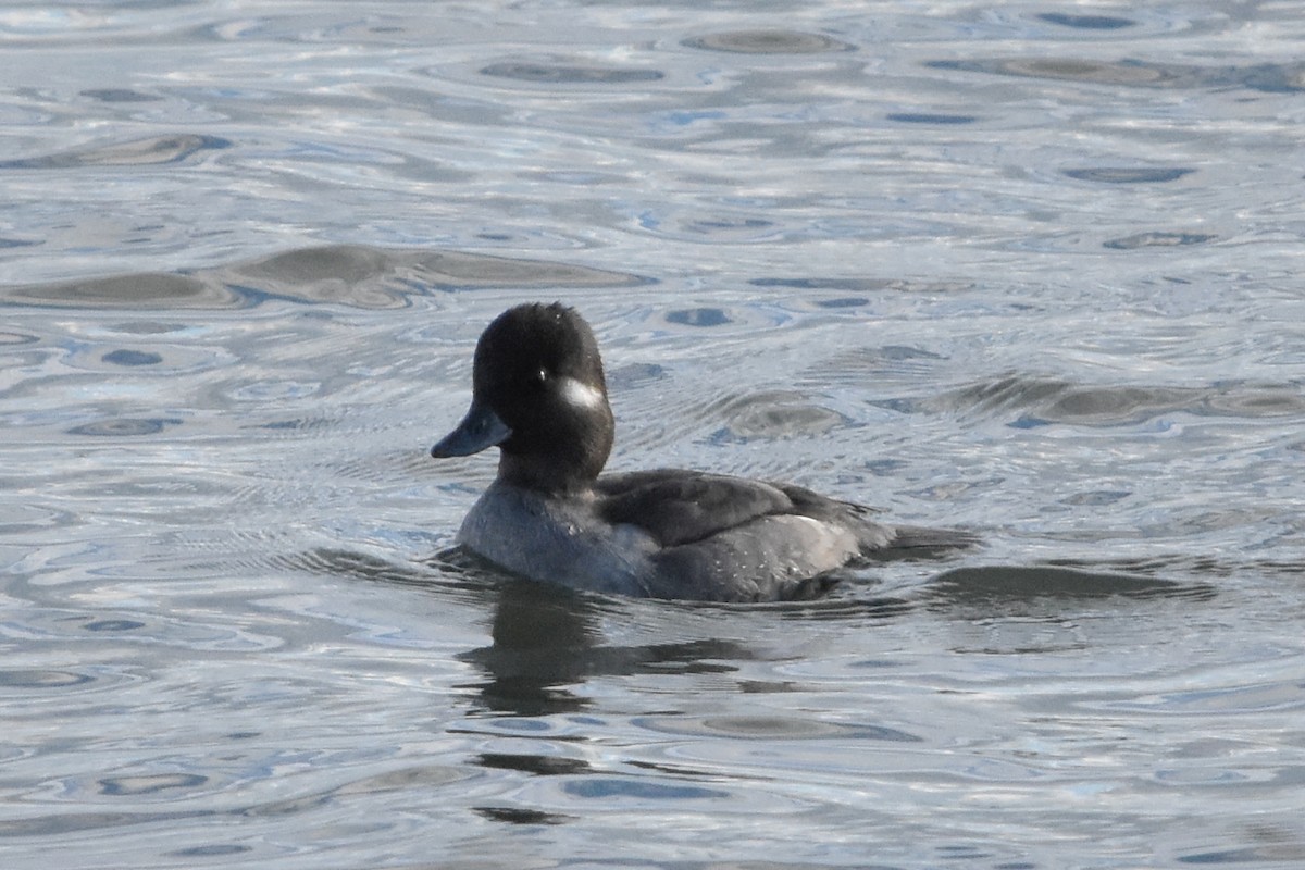 Bufflehead - ML647372651