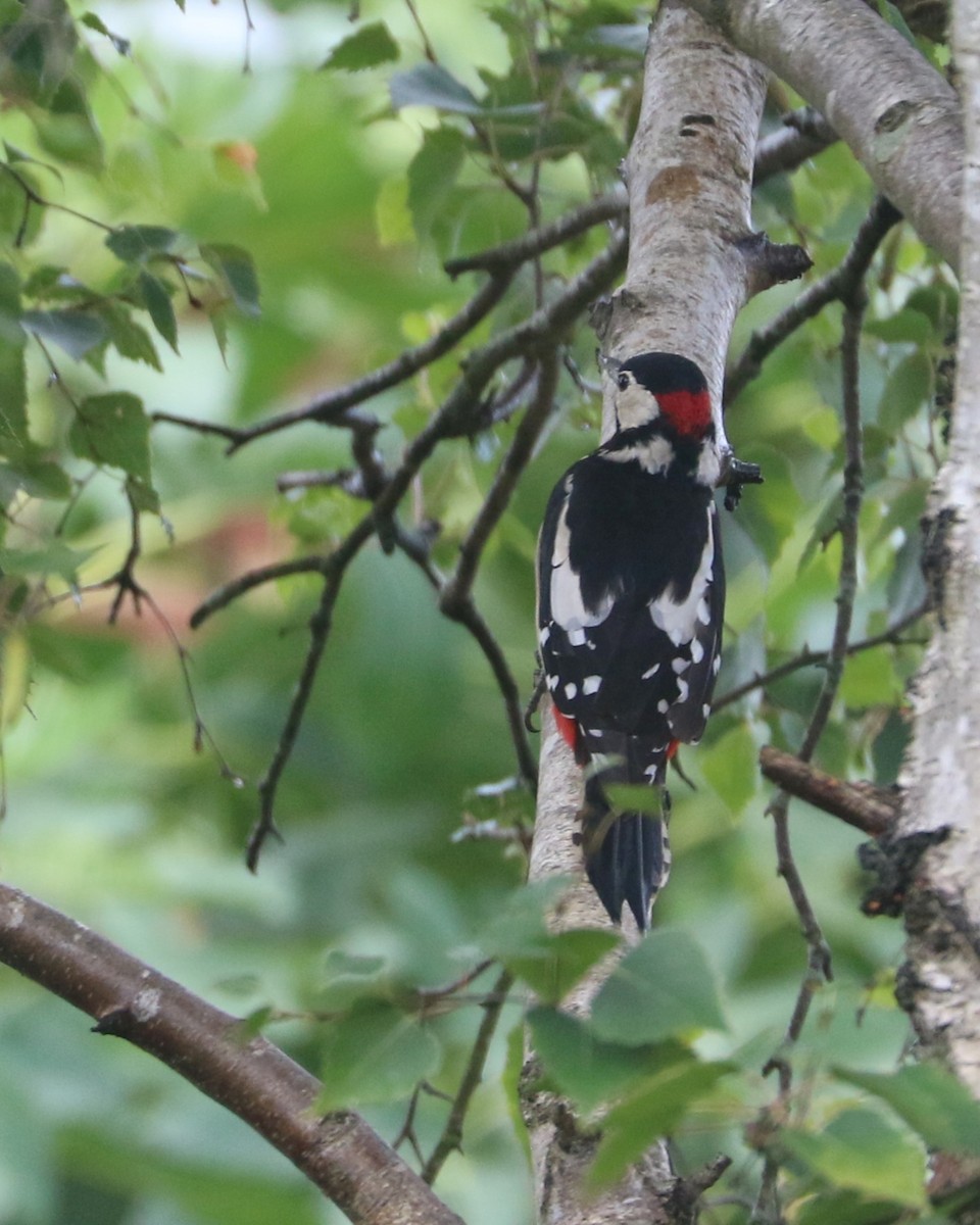 Great Spotted Woodpecker - ML647372656