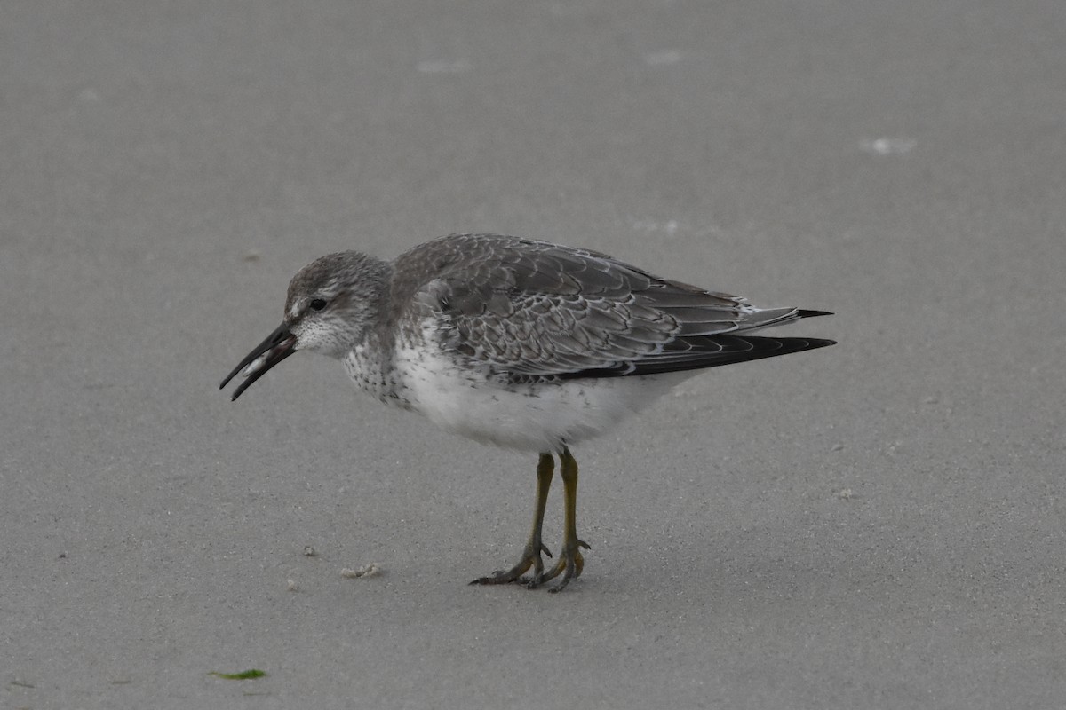Red Knot - ML647372662