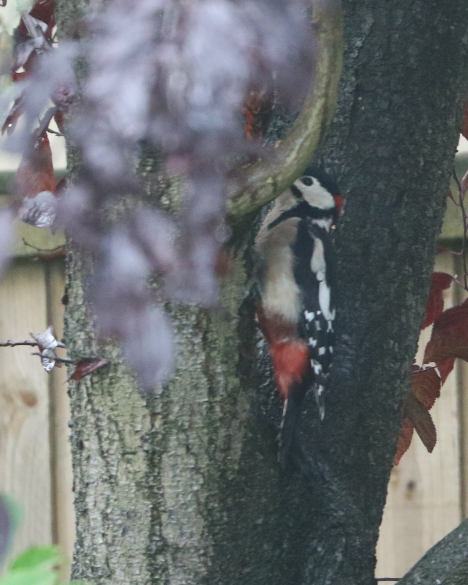 Great Spotted Woodpecker - ML647372664