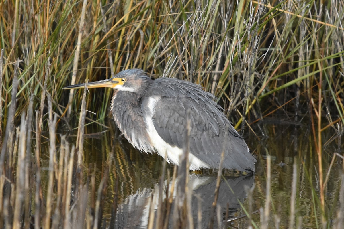 Tricolored Heron - ML647372676