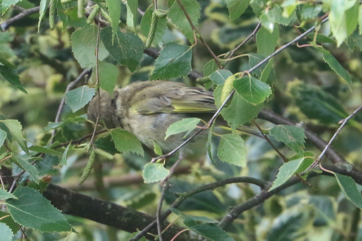 European Greenfinch - ML647372677