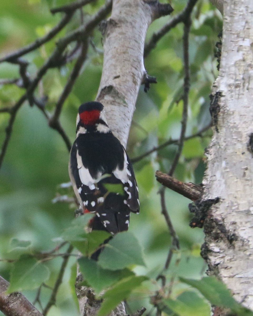 Great Spotted Woodpecker - ML647372682