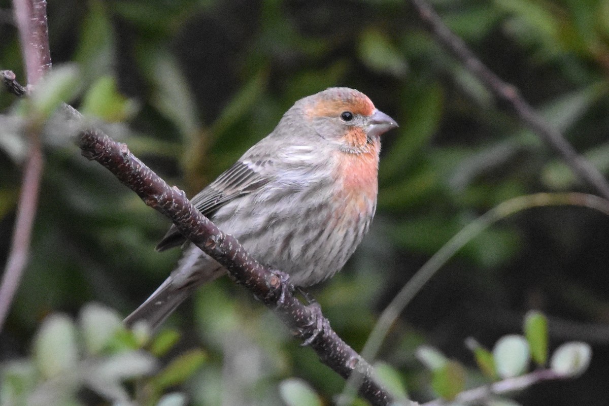 House Finch - ML647372684
