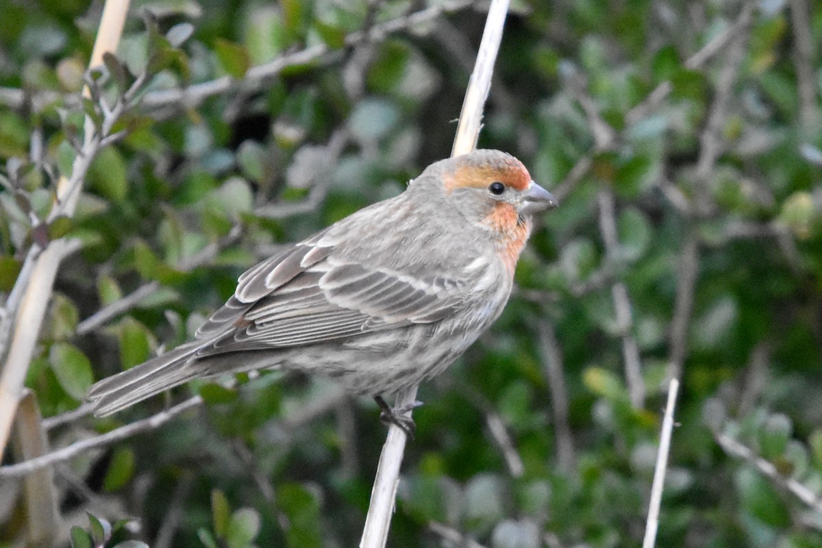 House Finch - ML647372685