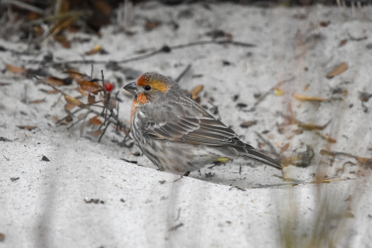 House Finch - ML647372686