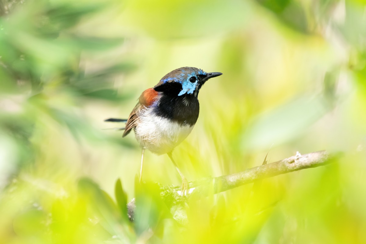 Variegated Fairywren - ML647372690