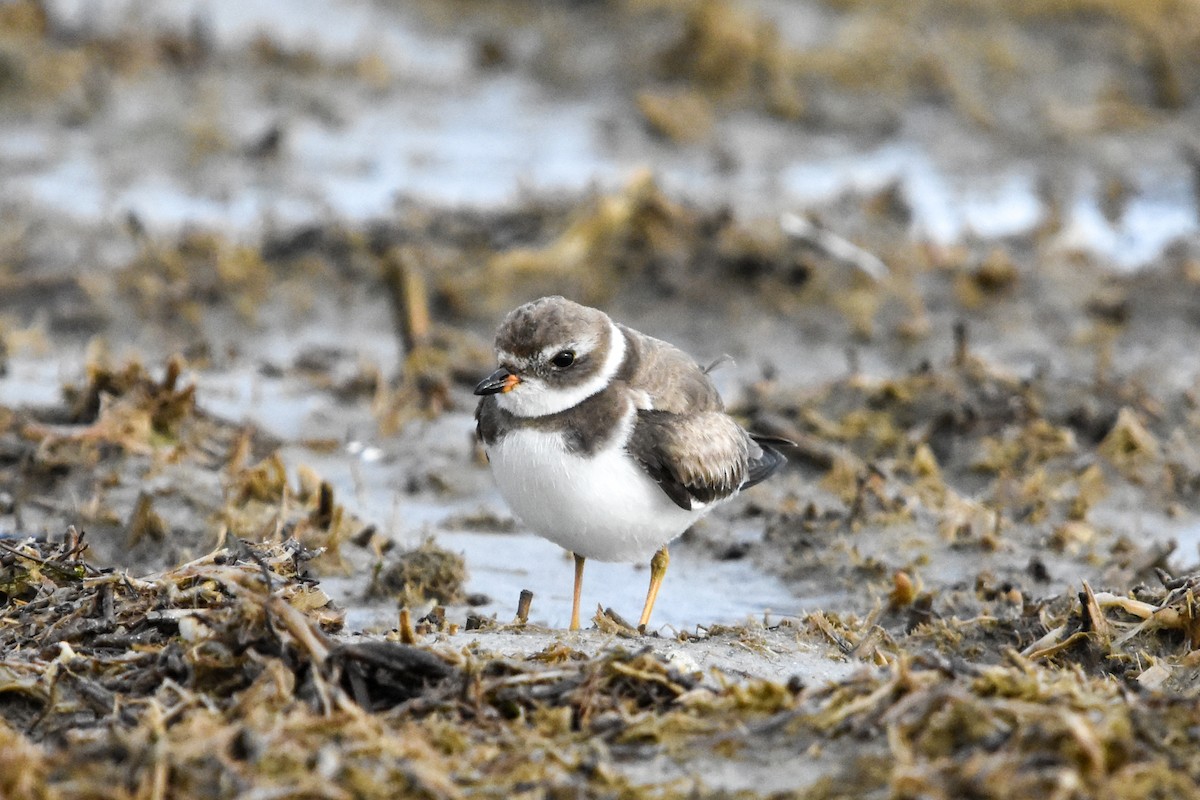 Semipalmated Plover - ML647372706