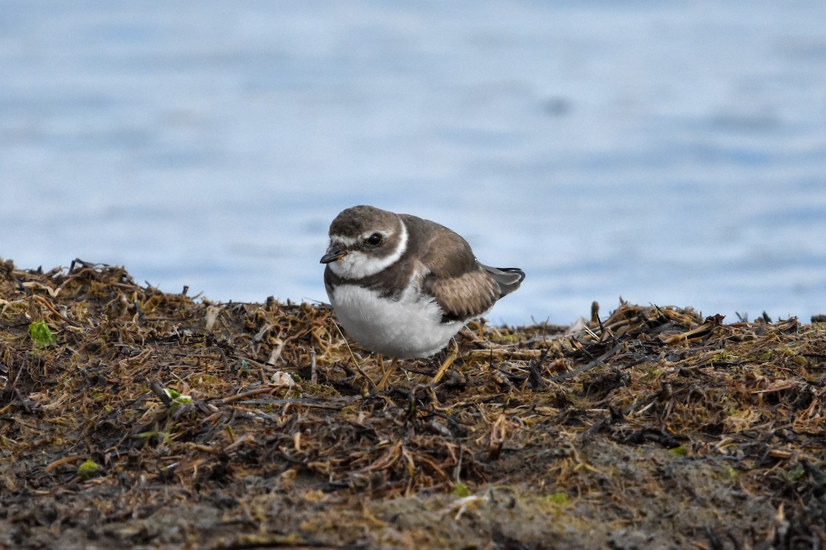 Semipalmated Plover - ML647372707