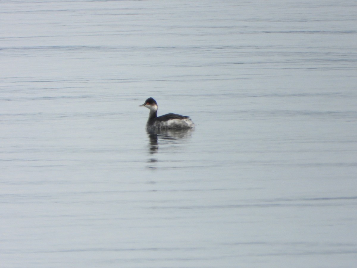 Eared Grebe - ML647372721