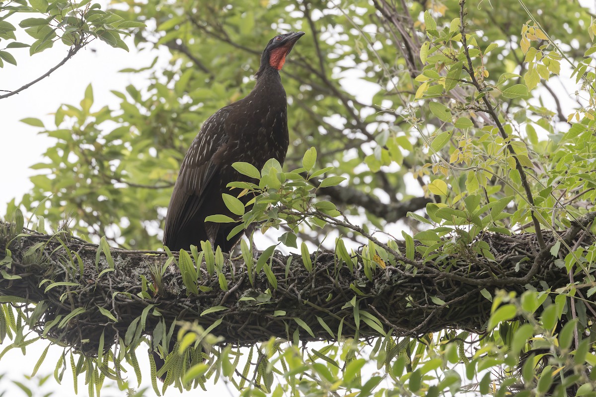 guan bolívijský - ML647372725