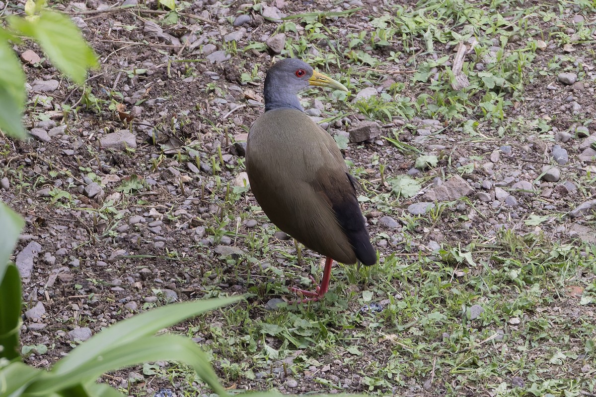 Пастушок сірошиїй - ML647372736