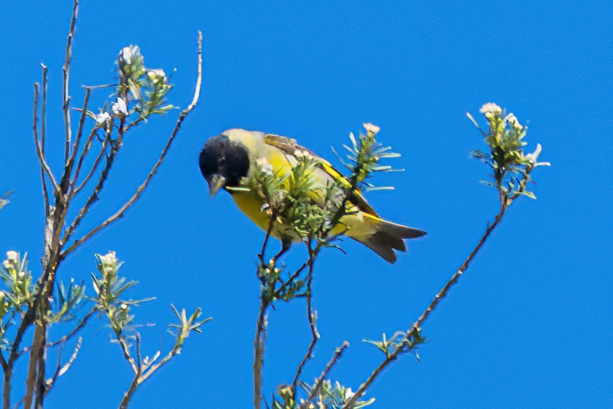 Jilguero Piquigrueso - ML647372738