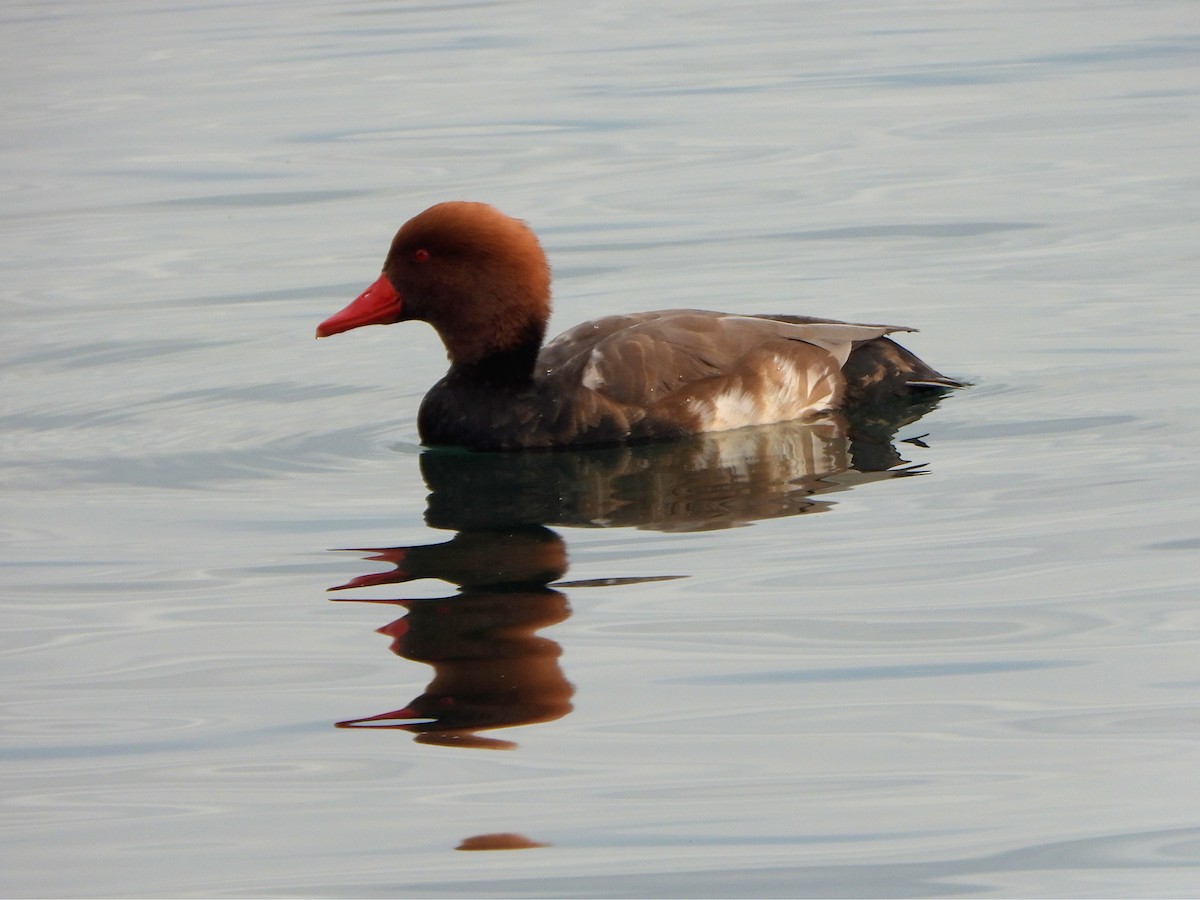 Red-crested Pochard - ML647372740