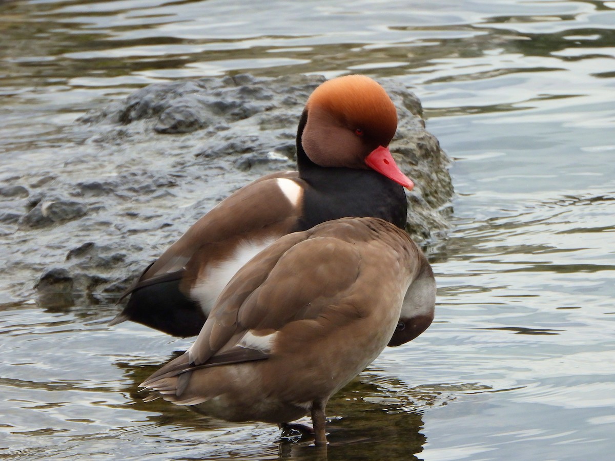 Red-crested Pochard - ML647372741