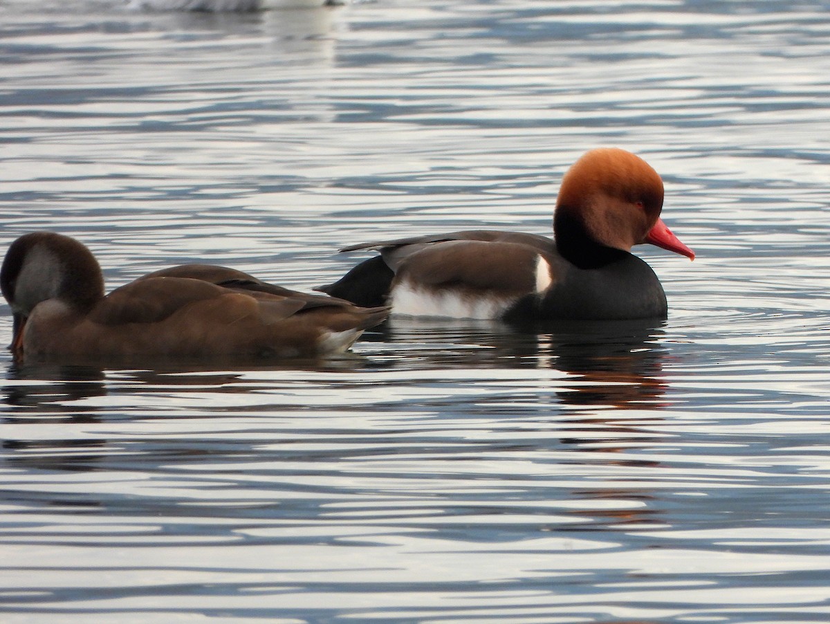 Red-crested Pochard - ML647372742