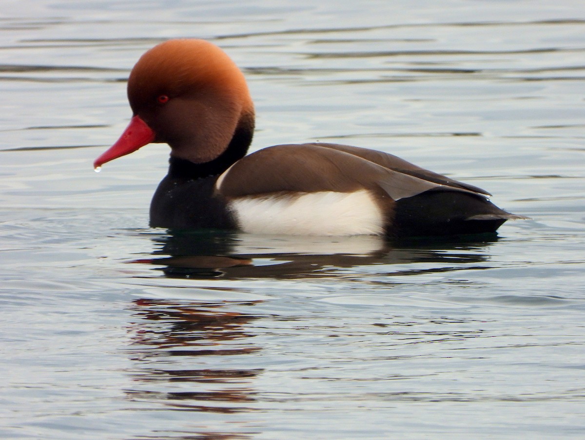 Red-crested Pochard - ML647372743
