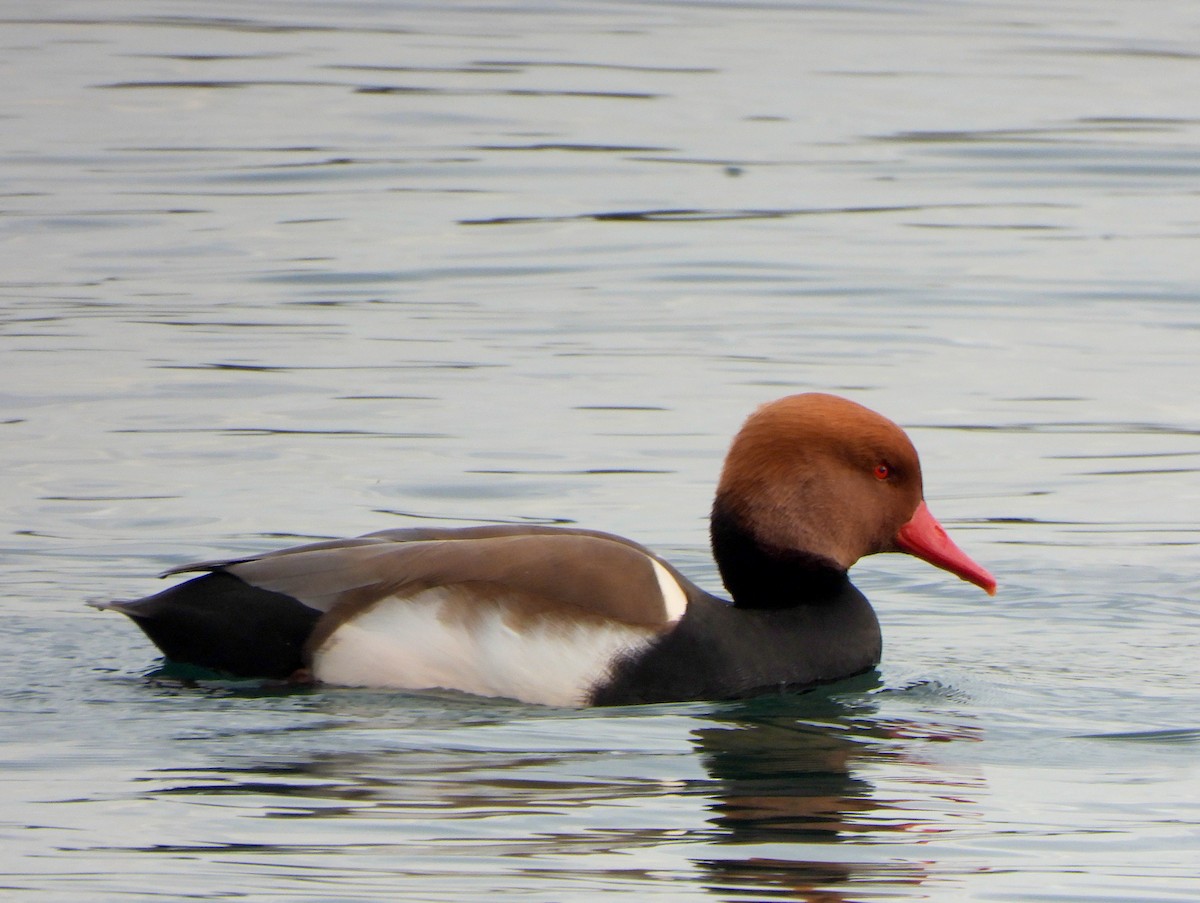 Red-crested Pochard - ML647372747