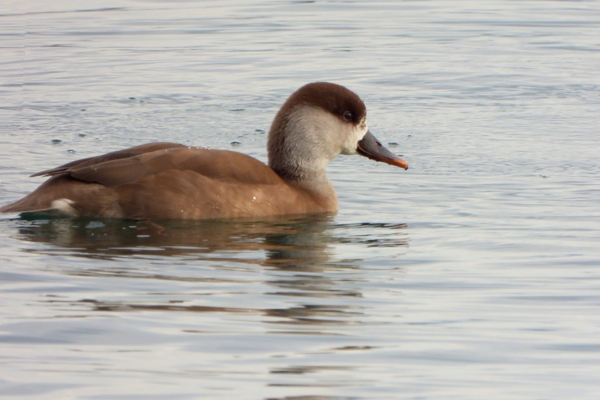 Red-crested Pochard - ML647372748