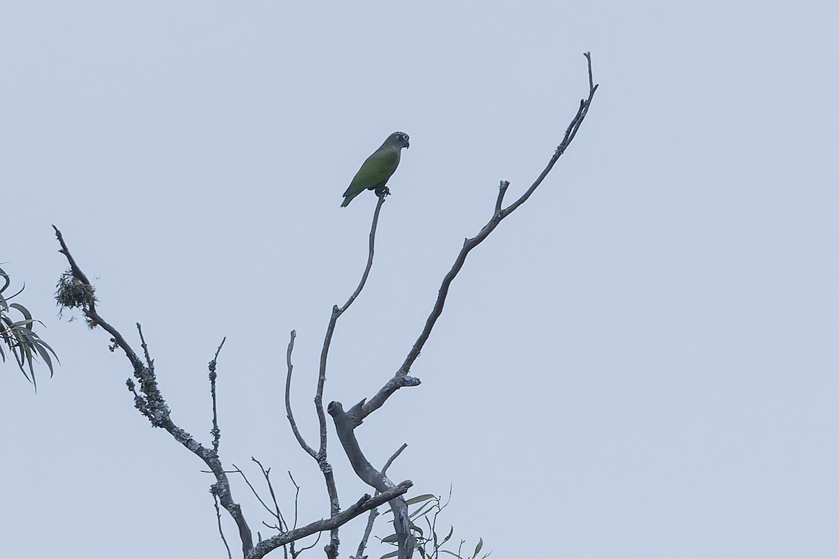 Scaly-headed Parrot - ML647372753