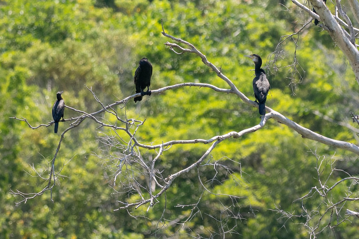 Great Cormorant - ML647372754