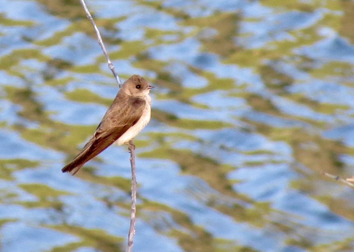 Hirondelle à ailes hérissées - ML647372757