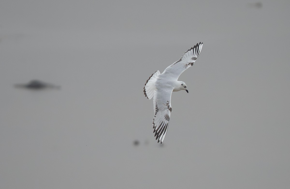 Saunders's Gull - ML647372767